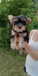 Yorkshire terrier