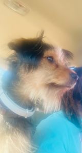 11 month old yorkie mix