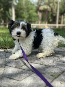 Female Yorkie Biewer