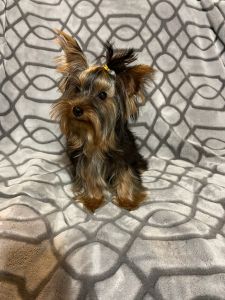 Female Yorkie Puppy
