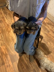 I have yorkiepoo and yorkie for sale call me at ***