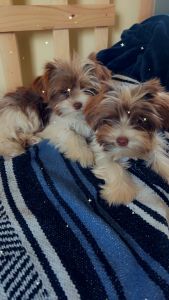 Purebred chocolate parti yorkie