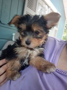 2 Male Yorkie