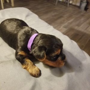 Yorlie Puppies (Rehoming Fee)