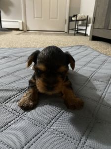 Full Bred Yorkie pups