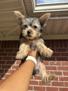 1 male purebred yorkie puppy