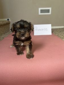 6 female yorkies 5 weeks old
