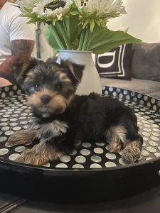 Male Yorkie