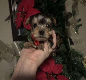 Teacup Yorkie