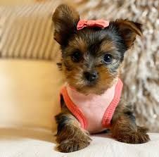 Beautiful Cuddly Yorkie puppy