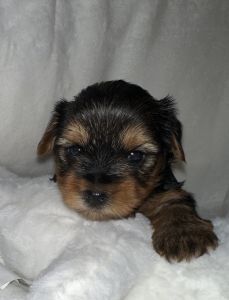 Yorkie puppies