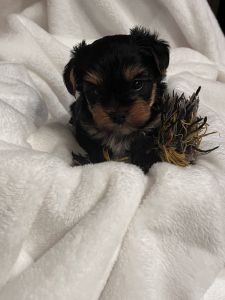 Adorable Yorkie Puppies