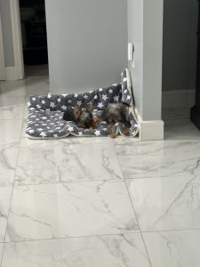 zeus isa toy Yorkie puppy he is currently 5 months he is very sweet