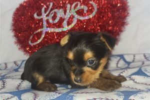 Yorkshire Terrier Puppies for sale