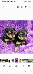 Yorkshire terrier puppies