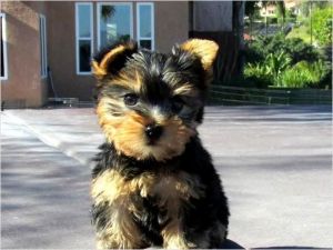 💙💚💛Yorkie Puppy Available