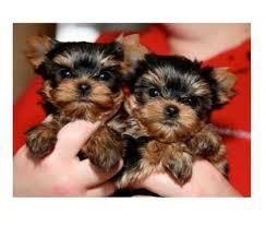 Cute Male And Female Yorkie Puppies For Adoption