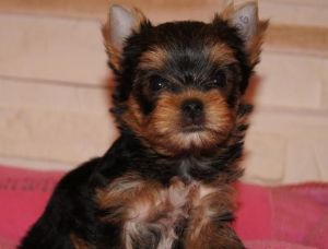 yorkie puppies for adoption