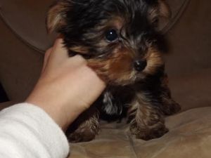 T cup Yorkie Champion Pedigree