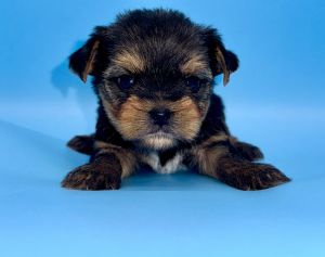 Male Yorkie