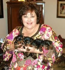 Beautiful Y.o.r.k.i.e pups