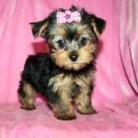 Beautiful Y.o.r.k.i.e pups