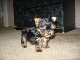 Beautiful Y.o.r.k.i.e pups