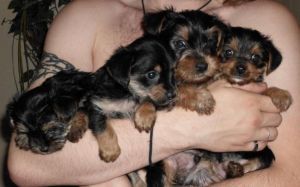 uality and Blessed Yorkie puppies for Adoption cu