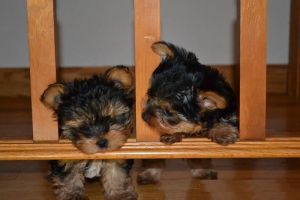 Purebred T-cup Yorkie puppies