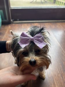 Yorkie girl 5.5months old (READ DESCRIPTION)