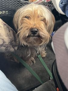 Yorshire loving dog