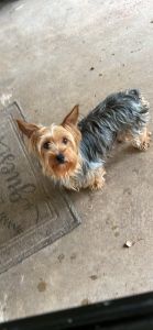 Charming Yorkie Puppies Looking for Loving Homes!