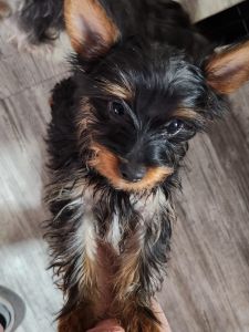 Yorkshire Terrier
