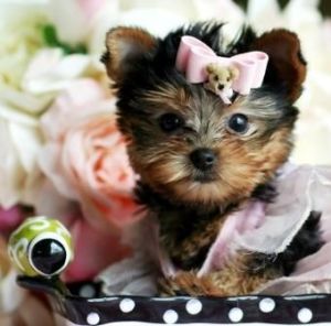 Worlds Smallest Yorkies