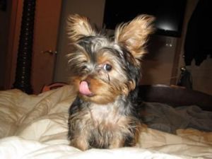 gorgeous Yorkie puppies