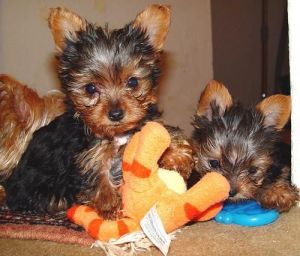 TEACUP YORKIE PUPIES (***) ***-***7