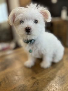 Olaf-White Colored York