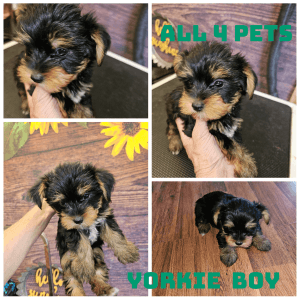 yorkie babies all 4 pets male