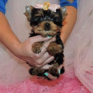 Yorkie very good personality TEXT (***) ***-***7