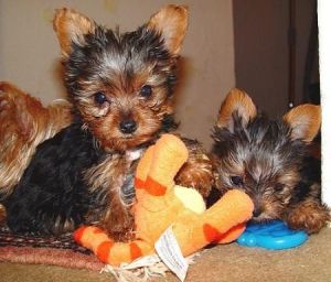 Awesome Teacup Yorkshire Terrier Puppies