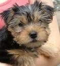 Pretty Teacup Yorkie Puppies