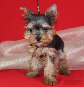 Tiny Yorkie Puppies