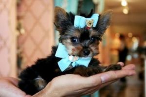 Yorkshire Terrier Puppies