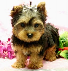 Yorshire terrier puppies ready