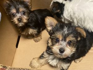 Beautiful Yorkie Babies