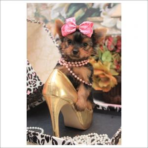 Super Tiny Yorkies
