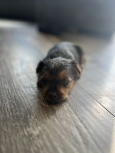 Yorkie Puppie for Sale - Bubs