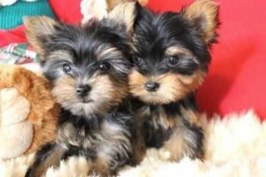Potty trained Yorkie Puppies