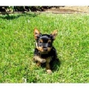 Teacup Yorkie puppies