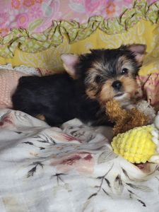 Purely Yorkies Talulu